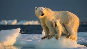 Urso polar observa derretimento das calotas polares devido às mudanças climáticas